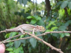 Bradypodion damaranum