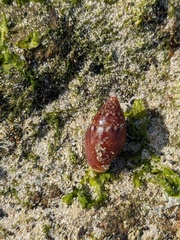 Pardalinops testudinaria
