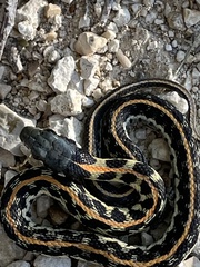Thamnophis cyrtopsis ocellatus