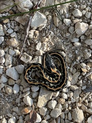 Thamnophis cyrtopsis ocellatus