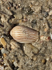 Amoria zebra