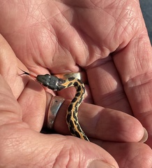 Thamnophis cyrtopsis ocellatus