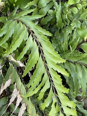 Asplenium polyodon