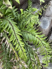 Asplenium polyodon