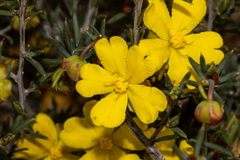 Hibbertia exasperata