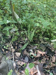Asplenium monanthes