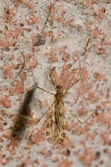 Ilisia maculata