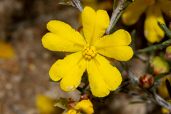 Hibbertia exasperata