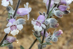 Dasymalla terminalis