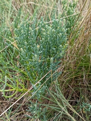 Salicornia
