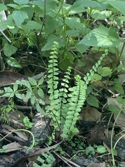 Asplenium monanthes