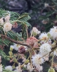 Mimosa galeottii