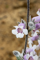 Dasymalla terminalis