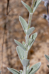 Dasymalla terminalis