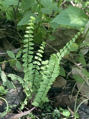 Asplenium monanthes