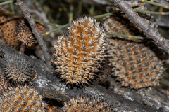 Allocasuarina acutivalvis