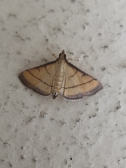 Cnaphalocrocis