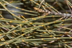 Allocasuarina acutivalvis