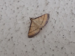 Cnaphalocrocis