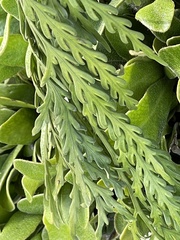 Asplenium flaccidum