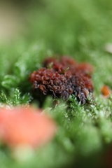 Tubifera ferruginosa