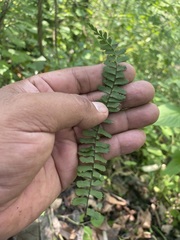 Asplenium monanthes
