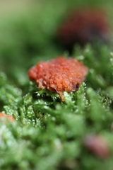 Tubifera ferruginosa