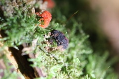 Tubifera ferruginosa