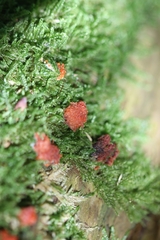 Tubifera ferruginosa