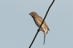 Emberiza leucocephalos