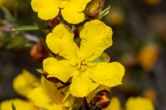 Hibbertia exasperata