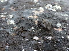 Umbilicaria hyperborea