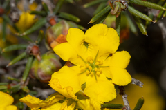 Hibbertia exasperata