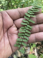 Asplenium monanthes