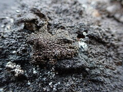 Umbilicaria hyperborea