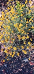 Helichrysum rutilans