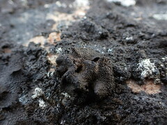 Umbilicaria hyperborea