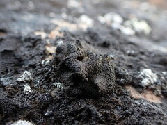 Umbilicaria hyperborea