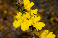 Hibbertia exasperata