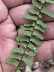 Asplenium monanthes