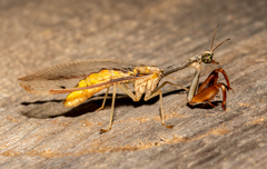 Dicromantispa interrupta