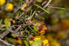 Hibbertia exasperata