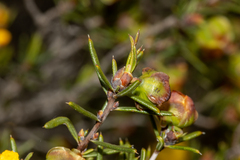 Hibbertia exasperata