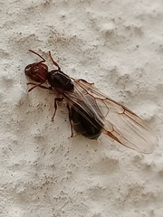 Crematogaster schmidti