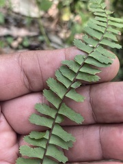 Asplenium monanthes