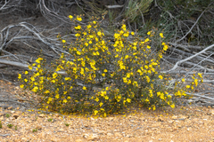 Hibbertia exasperata