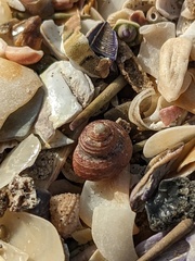 Eurytrochus strangei