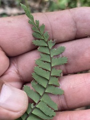 Asplenium monanthes
