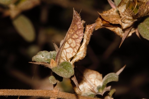 Barleria image