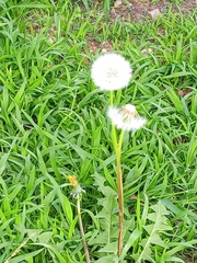Taraxacum